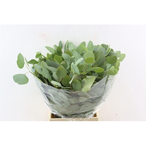 Euca Populus Short 150gr P Bunch