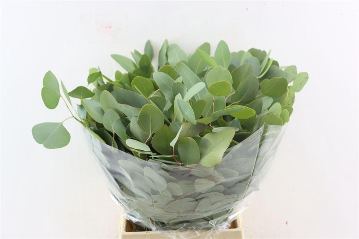 <h4>Euca Populus Short 150gr P Bunch</h4>
