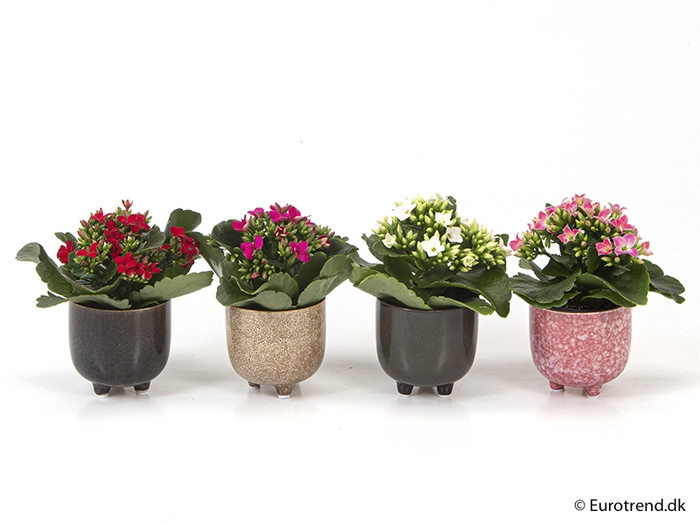 <h4>KALANCHOE BLOSSF P6 E 2100 NEW LOOK</h4>