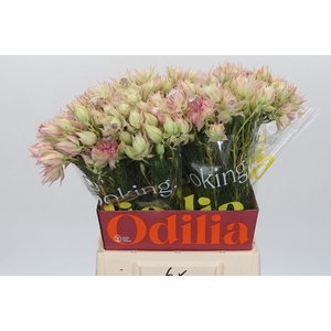 Blushing Bride Ayoba Satin Star