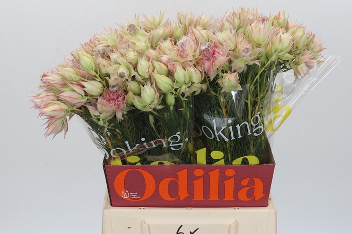 <h4>Blushing Bride Ayoba Satin Star</h4>
