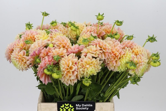 Dahlia Sweet Suzanne