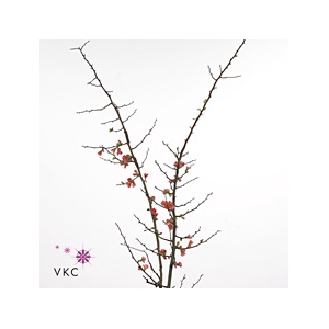 Chaenomeles Jap Salmon Pink 180 200cm