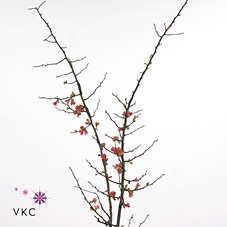 <h4>Chaenomeles Jap Salmon Pink 200 220cm</h4>