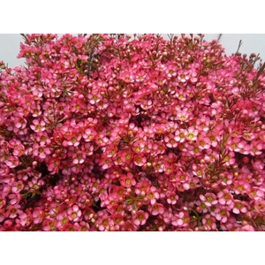 Chame Cerise L70