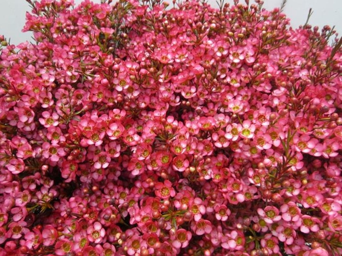 <h4>Chame Cerise L70</h4>