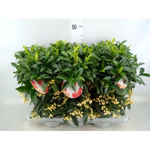 Ardisia crenata 'Bos Premium White'