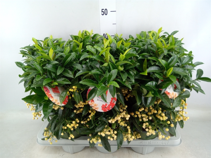 <h4>Ardisia crenata 'Bos Premium White'</h4>