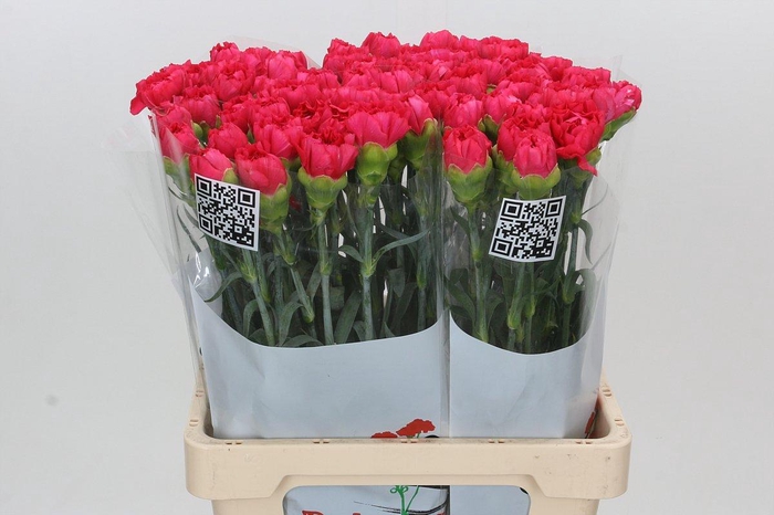 <h4>Dianthus St Lamoira</h4>