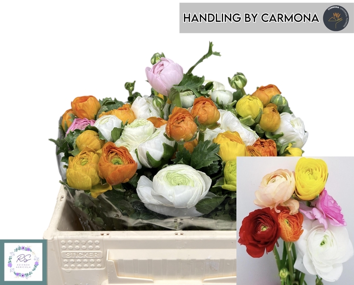 <h4>RAN GEM IN BOS</h4>