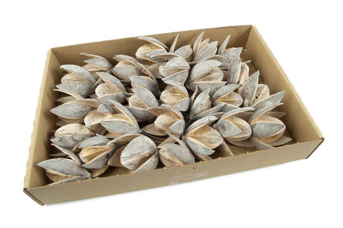 <h4>Wilde lelie o/dr. stone washed wit3</h4>