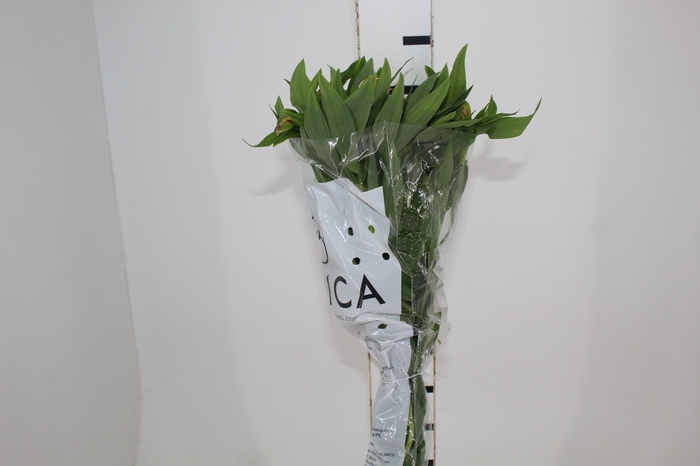<h4>ALSTROEMERIA MOTION 080 CM LARANJA</h4>