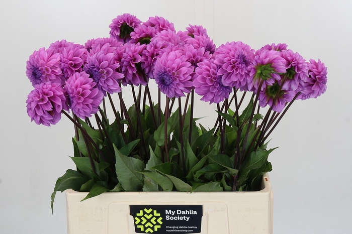 <h4>Dahlia Robann Regal</h4>