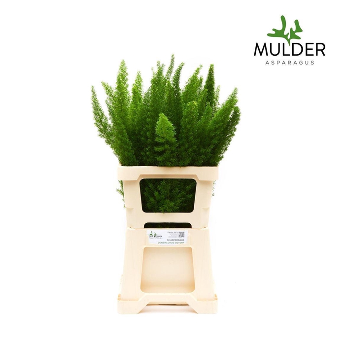 <h4>Asparagus densiflorus 'Meyers'</h4>