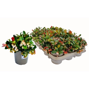 GAULTH PROCUMBENS