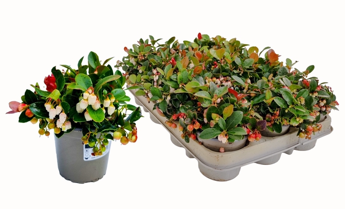 <h4>GAULTH PROCUMBENS</h4>