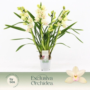 Cymbidium, Heino 4-spike 'Exclusiva Orchidea'