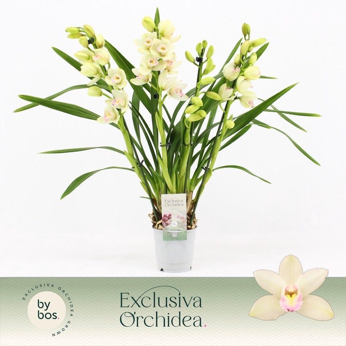 <h4>Cymbidium, Heino 4-spike 'Exclusiva Orchidea'</h4>