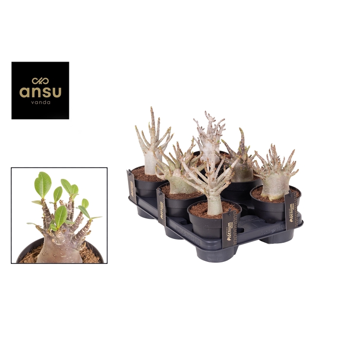 <h4>ADEN ANSU BAOBAB</h4>