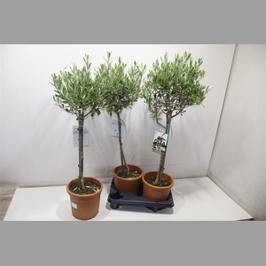 Olea Europaea