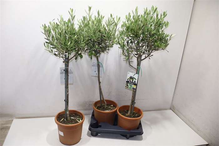<h4>Olea Europaea</h4>