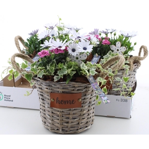 ARR TUINPLANTEN