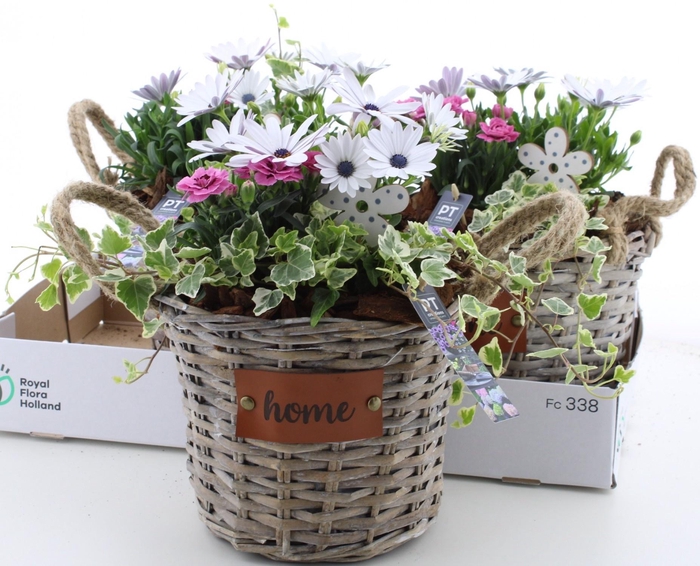 <h4>ARR TUINPLANTEN</h4>