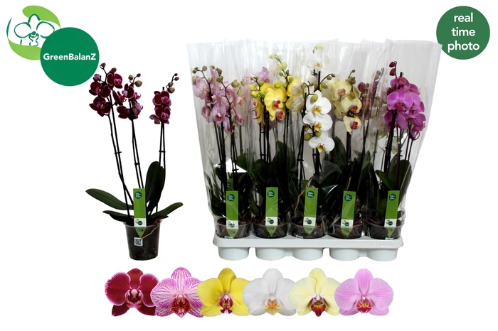 <h4>PHAL GEM 6 KL</h4>
