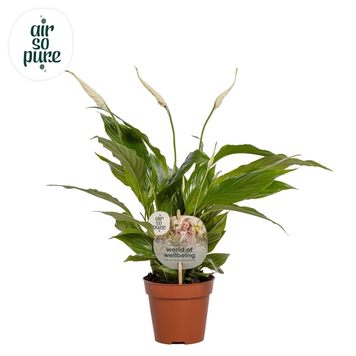 <h4>Spathiphyllum 12 cm Torelli Air so Pure - WOW etiket</h4>