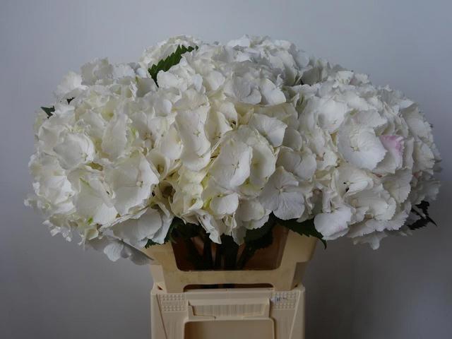 <h4>HYDR M CH WHI VERENA</h4>
