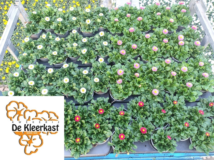 <h4>BELLIS PERENNIS GEM</h4>