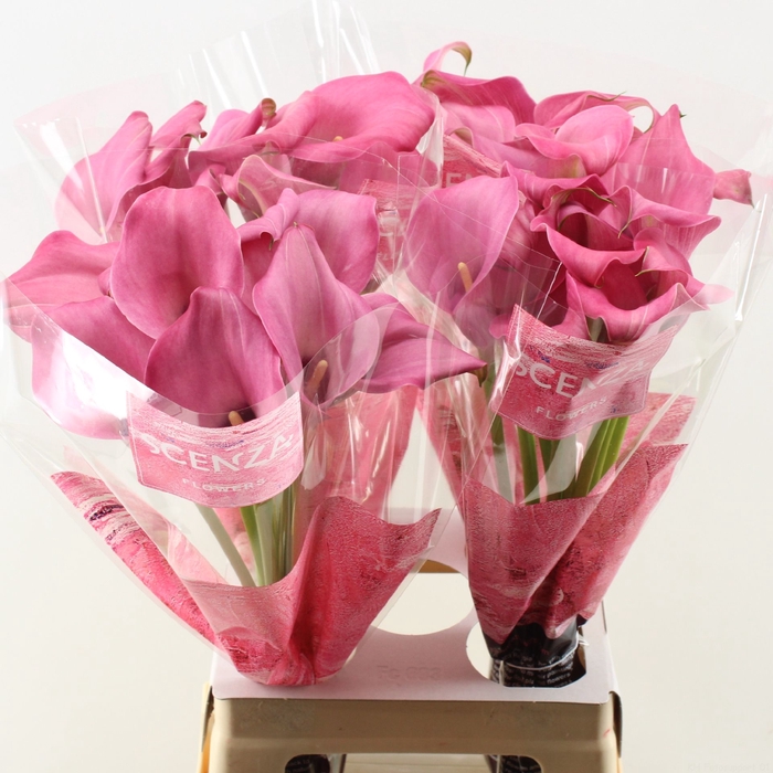 <h4>Calla Zazu</h4>