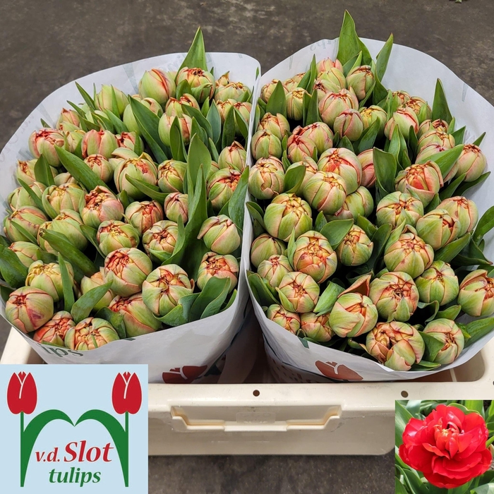 <h4>TU DU MIRANDA</h4>