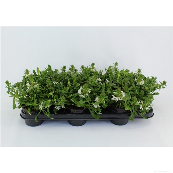 Scaevola Toppot White