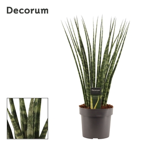 Sansevieria fernwood 17 cm (Decorum)