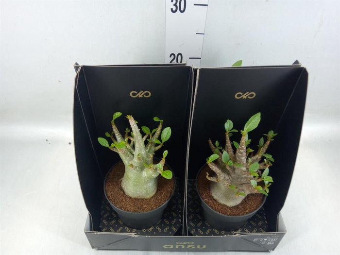 <h4>Adenium NB 'Ansu Baobab'</h4>