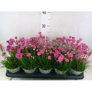 Armeria maritima