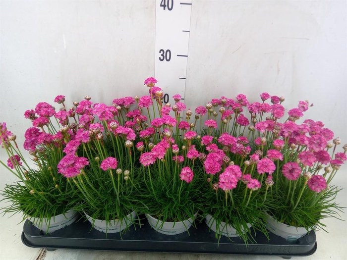 <h4>Armeria maritima</h4>