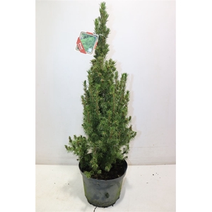 Picea Gl Conica