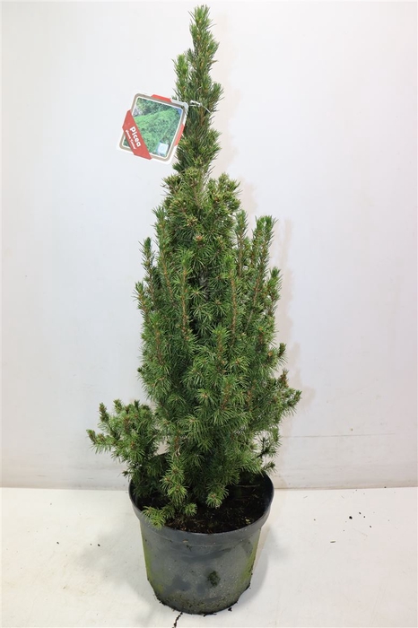 <h4>Picea Gl Conica</h4>