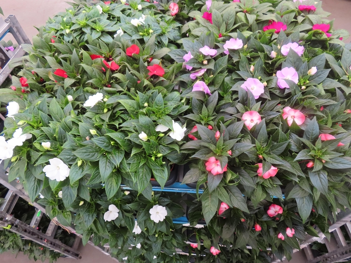 <h4>IMPAT NG MIXK 4 KL</h4>