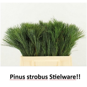 PINUS STROBUS