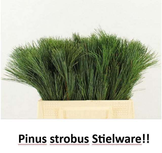 <h4>PINUS STROBUS</h4>