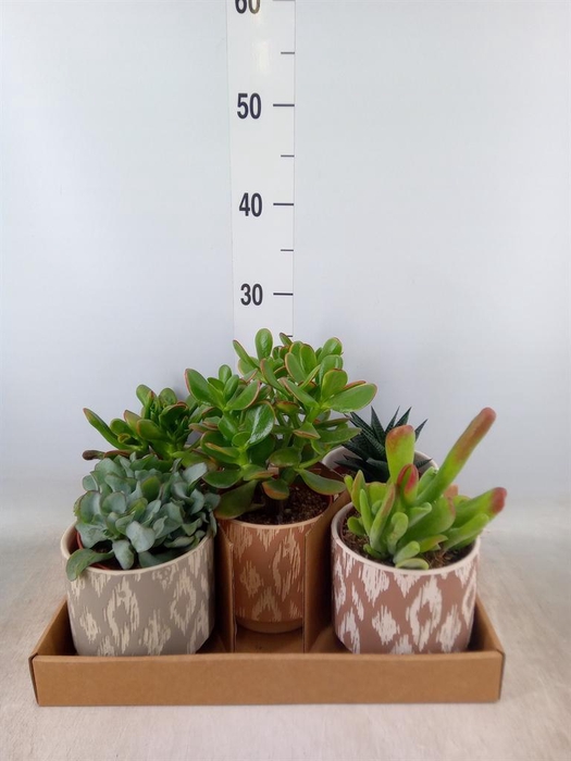 <h4>Succulents   ...</h4>