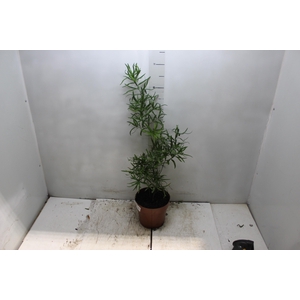 ASPARGO FALCATUS P17
