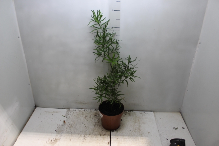 <h4>ASPARGO FALCATUS P17</h4>