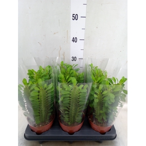 Euphorbia trigona