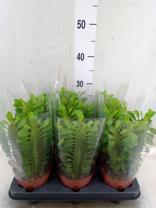 <h4>Euphorbia trigona</h4>