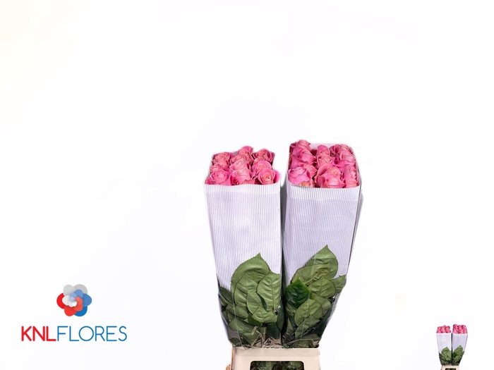 <h4>R GR HERMOSA+</h4>