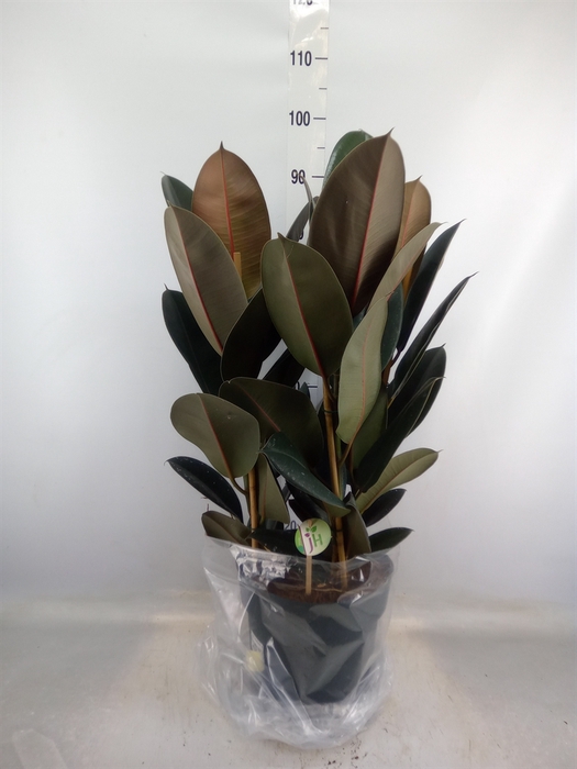 <h4>Ficus elastica 'Abidjan'</h4>